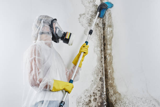 Best Mold Damage Repair  in Lake Sherwood, CA