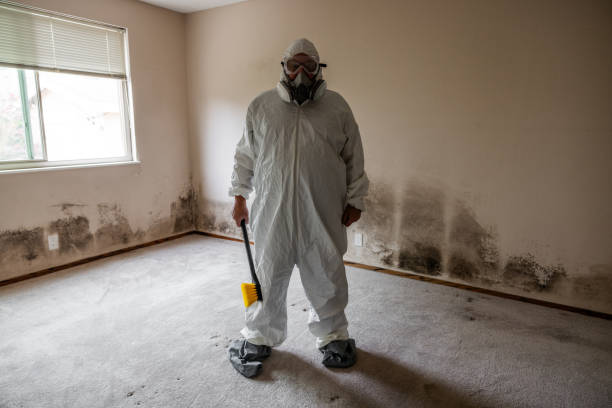 Best Black Mold Removal  in Lake Sherwood, CA
