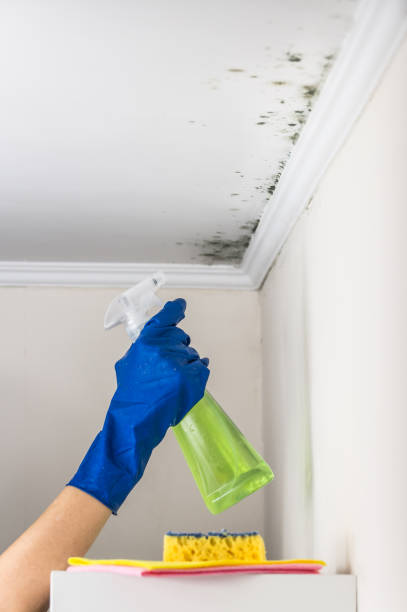 Professional Mold Removal in Lake Sherwood, CA
