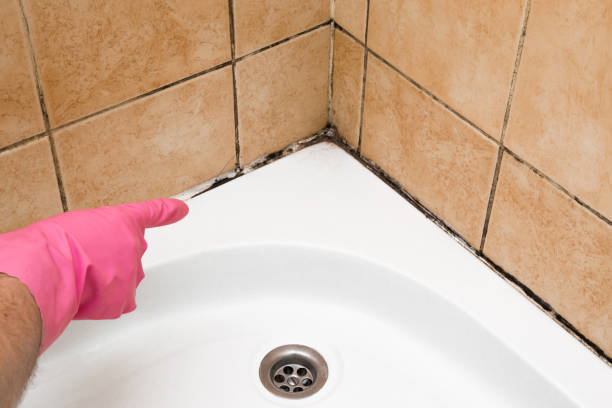 Best Certified Mold Removal  in Lake Sherwood, CA